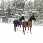 Pat Allen - Instagram Profile Picture of Pat Allen (@farmhousemusings) on Instagram