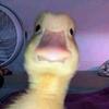 Profile Picture of shawn (@shawn_karl19) on Tiktok