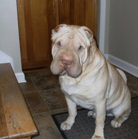 Profile Picture of Daniel Krichmar (@dkrichmar) on Poshmark