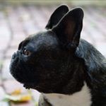 Profile Picture of Megan Chan Meinero’s Dog (@frankiesbiggestfans) on Instagram