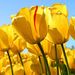 Profile Picture of Paulette Morris (@paulette3414) on Pinterest