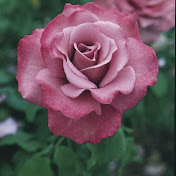 Profile Picture of Isabelle Rose (@isabellerose6658) on Youtube