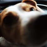 Profile Picture of Sen. Benjamiah McBoofenstein (@pingpengdelapupperino) on Instagram