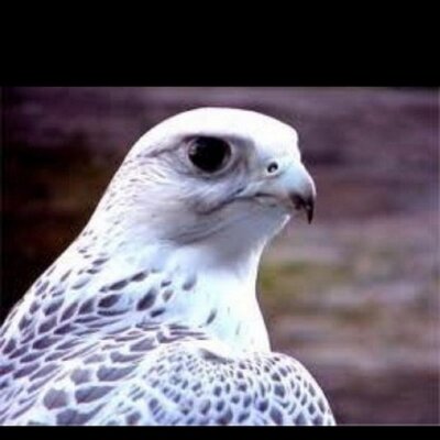 Profile Picture of Fahad Al_dorman (@f_s_aldorman) on Twitter