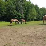 Profile Picture of Connie Melanson (@connie.melanson) on Instagram