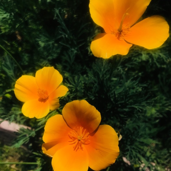 Michelle Hern-desantiago - Poshmark Profile Picture of Michelle Hern-desantiago (@allyours380) on Poshmark