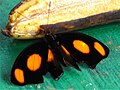 Profile Picture of Catonephele numiliaon Wikipedia