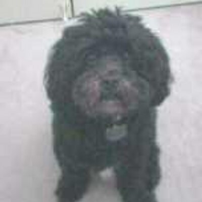 Profile Picture of David Sacks (@BaltoDave) on Twitter