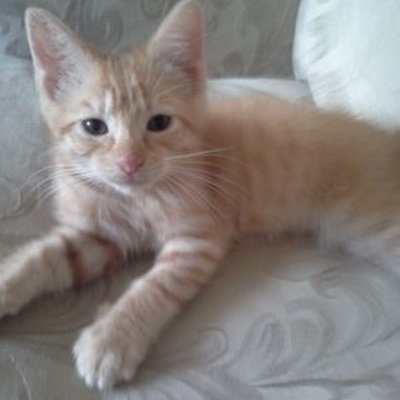 Profile Picture of Michael Isenhour (@IsenhourMichael) on Twitter