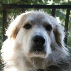 Profile Picture of Daniele Lisi (@camalkan) on Myspace