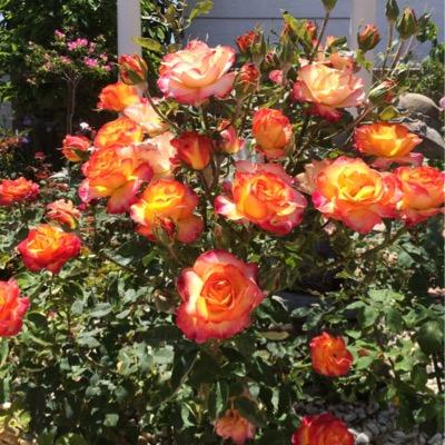 Profile Picture of Frank Nguyen (@franknguyen88) on Twitter