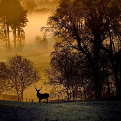 Profile Picture of Dave Manson (@alnessboy52) on Twitter