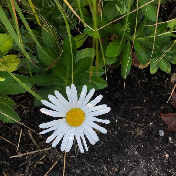 Lee Tam - Poshmark Profile Picture of Lee Tam (@esthercadet) on Poshmark