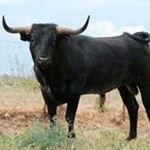 Profile Picture of Jose Manuel Verdejo Ferrera (@verdejoferrera) on Instagram