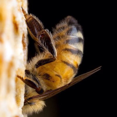 Profile Picture of Brian Goodwin (@briangoodwin488) on Twitter