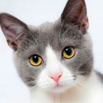 Profile Picture of Ben Koppel (@benskoppel) on Instagram