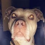 Profile Picture of Adam Billings (@billingsa89) on Instagram