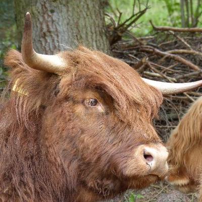 Profile Picture of Dirk Wagner (@WagnersDirk) on Twitter