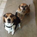 Profile Picture of Bruce & Bailey (@bruceandbailey) on Instagram