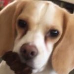 Profile Picture of Penny (@penny.posted.sorby) on Instagram