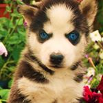 Profile Picture of Madison Rose (@madison_pokershing) on Instagram