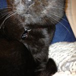 Profile Picture of Chris Loughner (@fishandchips88) on Instagram