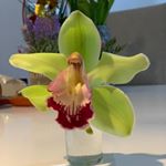 Profile Picture of Sorin Cristian Preda (@sorincristianpreda) on Instagram