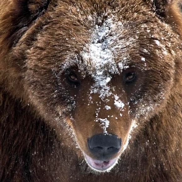 Profile Picture of Frosty Mountain bear (@frostytops31) on Poshmark