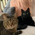 Profile Picture of Chester and Deon🐱 (@chester_deon4) on Instagram