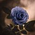 Profile Picture of Sherif Sakr (@sherif.sakr.3114) on Facebook