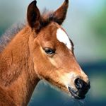 Profile Picture of Sandra Bouchard (@sandra.bouchard.5686) on Instagram