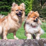 Profile Picture of Bailey and Ted (@baileyandtedpoms) on Instagram