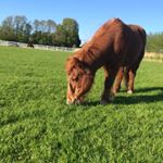 Profile Picture of Liene En Shelly 👩‍❤️‍👩❤️🐴 (@powniess) on Instagram