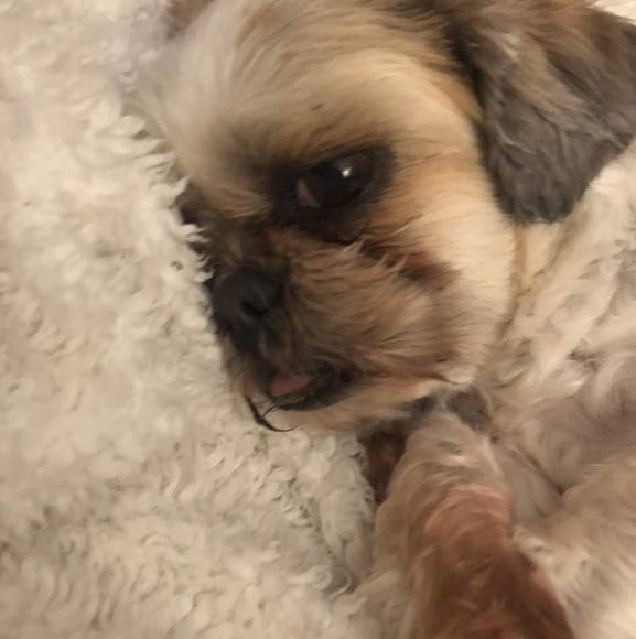 Profile Picture of Chrissy Panciera (@chrissypanciera) on Poshmark