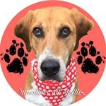 Profile Picture of Albert The Foxhound (@albertthefoxhound) on Instagram