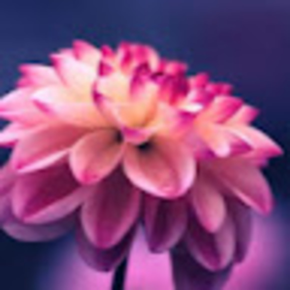 Profile Picture of Lauren Sikma (@ljsikma) on Poshmark