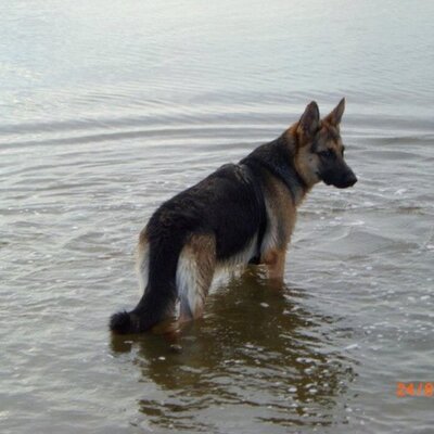 Brian Michael Shears - Twitter Profile Picture of Brian Michael Shears (@bslwolf) on Twitter