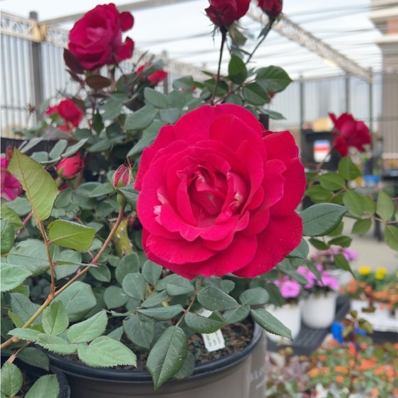 Profile Picture of Napa Hurley (@napahurley) on Poshmark