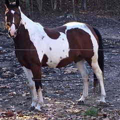 Profile Picture of Lisa Coffman (@@lcoffman5) on Tiktok