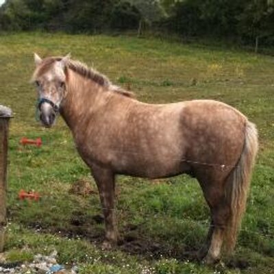 Profile Picture of Eileen Fitzpatrick (@eileenfitz2009) on Twitter