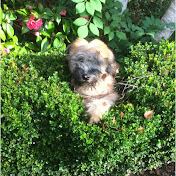 Profile Picture of Patrick Rollins (@carcrazzy247) on Youtube