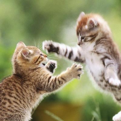 Profile Picture of Michael Rudolph (@NavyBK) on Twitter