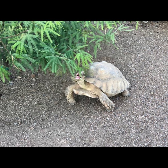 Profile Picture of Chris Roussel (@chrisroussel) on Poshmark