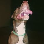 Profile Picture of Donna & Angus Floyd (@angus_red_nose) on Instagram