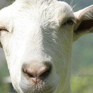 Profile Picture of Stevey Saanen (@stevey.saanen) on Facebook