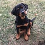 Profile Picture of Tyler Gallup (@gallup.tyler) on Instagram