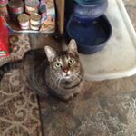 Profile Picture of Joseph Horney (@destinygameing369) on Instagram