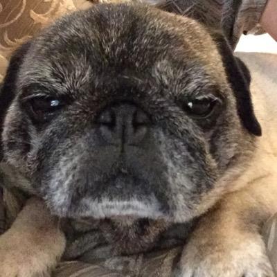 Profile Picture of Elizabeth Marsh (@pugsofwesternma) on Twitter