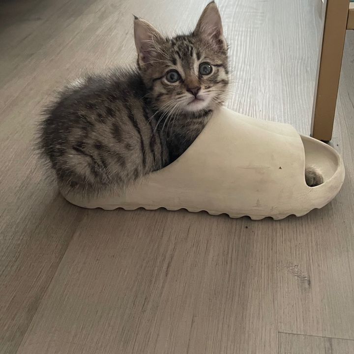 Profile Picture of Gib (@lordgib) on Tiktok