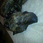 Profile Picture of Michael Pasquale (@michaeltortolano_44) on Instagram